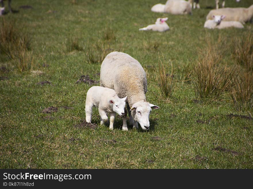 Pasture, Grazing, Grassland, Sheep