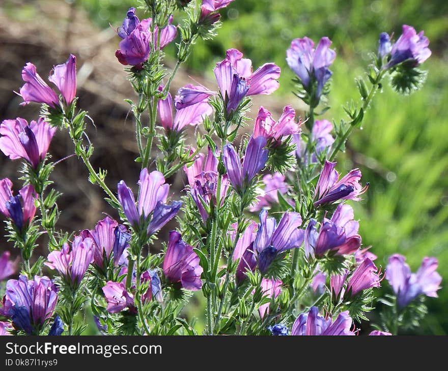 Flower, Plant, Purple, Flora