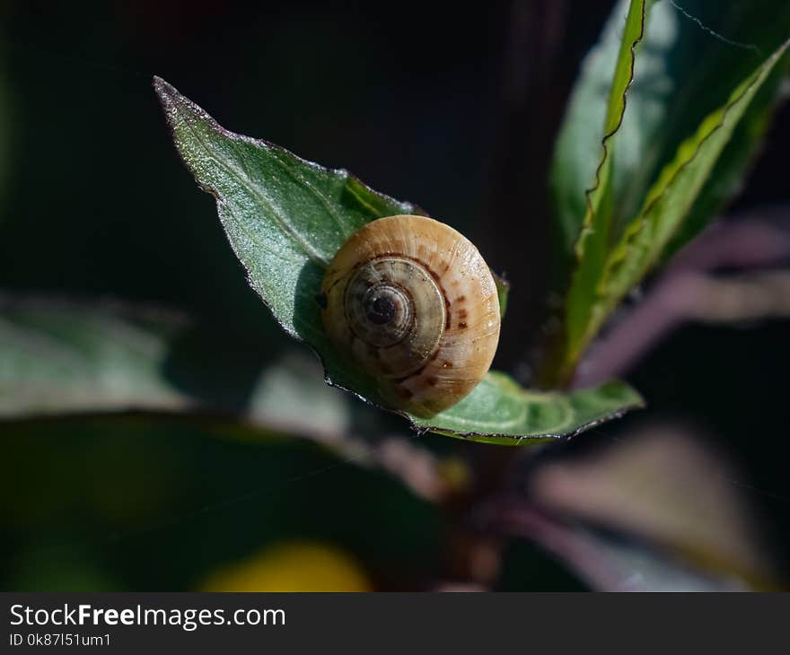 Snails And Slugs, Snail, Molluscs, Invertebrate