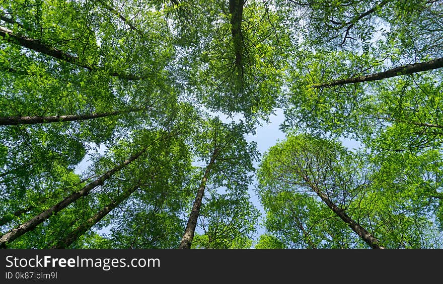 Tree, Ecosystem, Vegetation, Branch