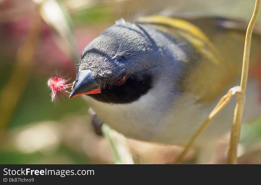 Bird, Beak, Fauna, Close Up