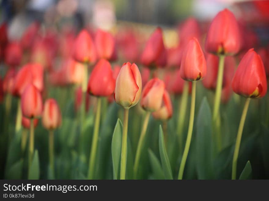 Flower, Plant, Tulip, Flowering Plant