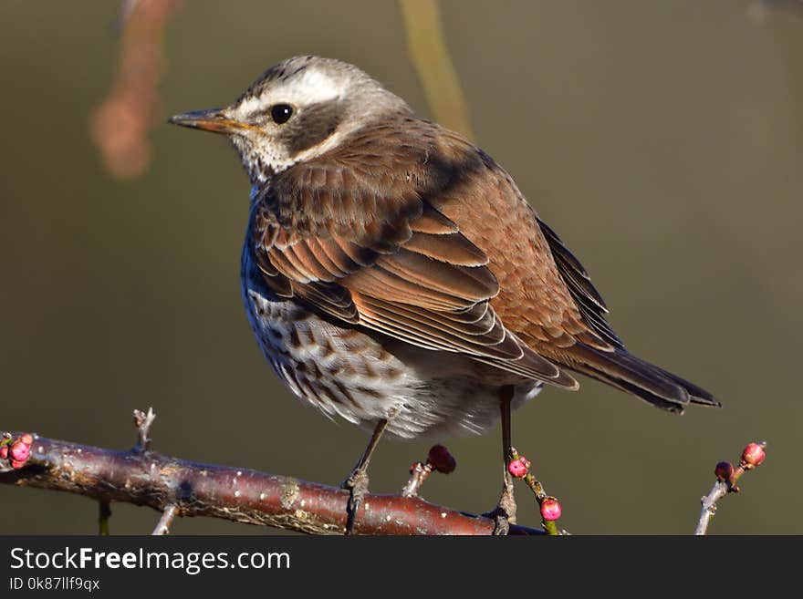 Bird, Fauna, Beak, Finch