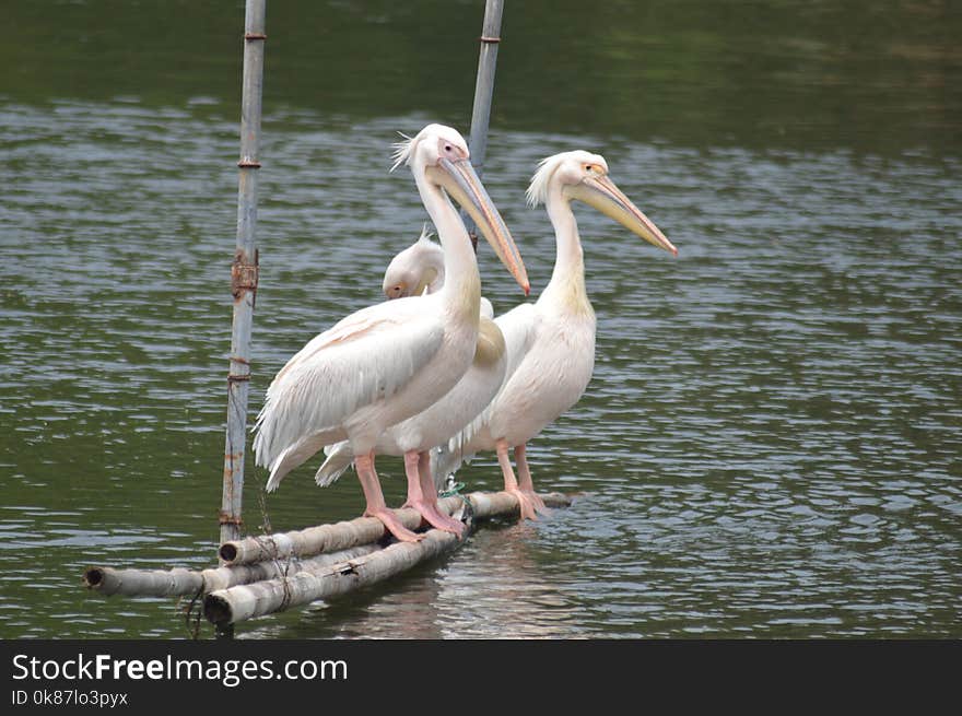 Pelican, Bird, Beak, Seabird