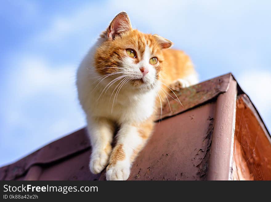 Amazing red cat hunting birds on the roof of the house