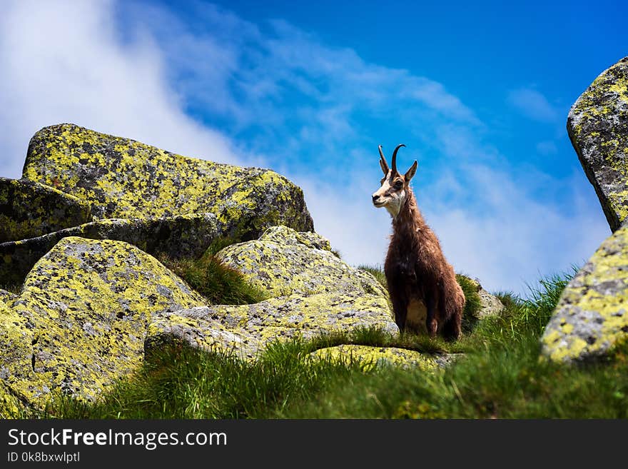 Chamois, Rupicapra rupicapra. Agile goat-antelope found in mountains of Europe. Wildlife nature at Chopok, Low Tatras, Slovakia. Shiny weather during summer day. Chamois, Rupicapra rupicapra. Agile goat-antelope found in mountains of Europe. Wildlife nature at Chopok, Low Tatras, Slovakia. Shiny weather during summer day.