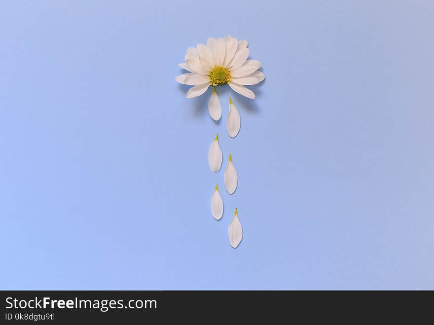 Camomile lying on a blue background and imitating the cloud from which it rains.Nature