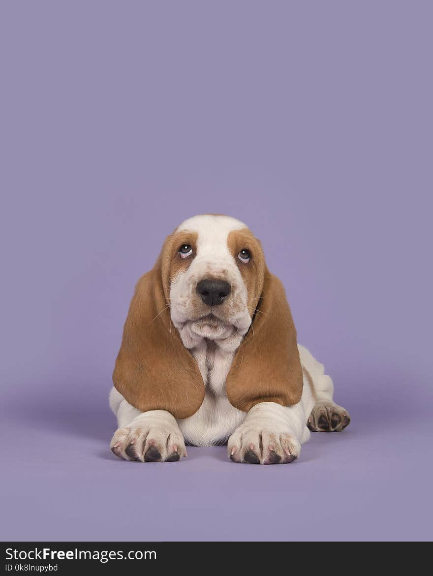 Cute tan and white basset hound on a lavender purple background lying down and looking up in a vertical image