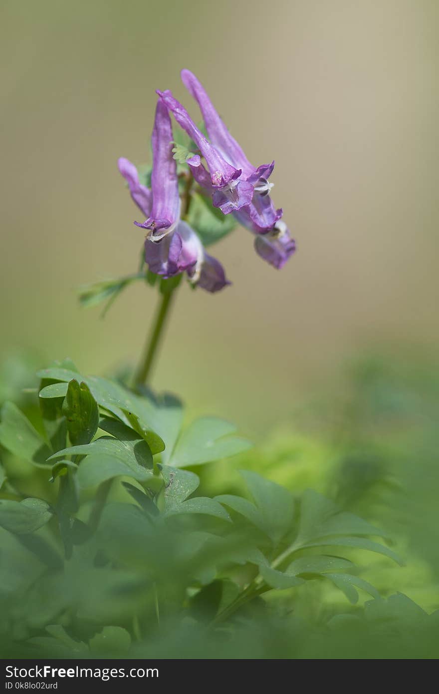 Purple blooming hollow root plant in green