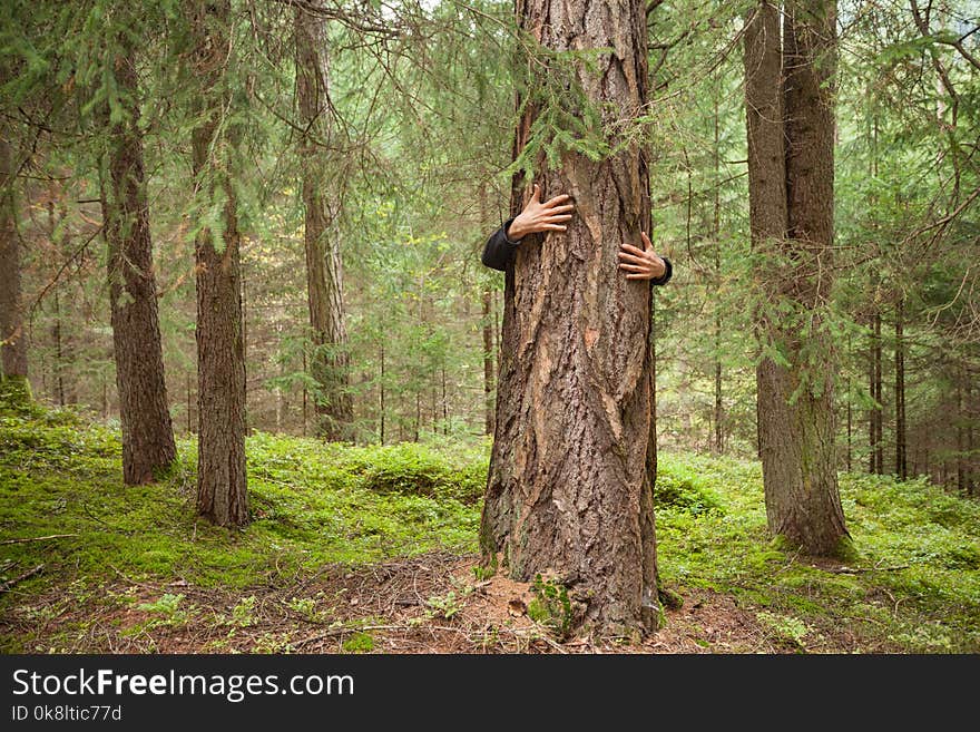 A Boy Hugging A Tree In The Woods