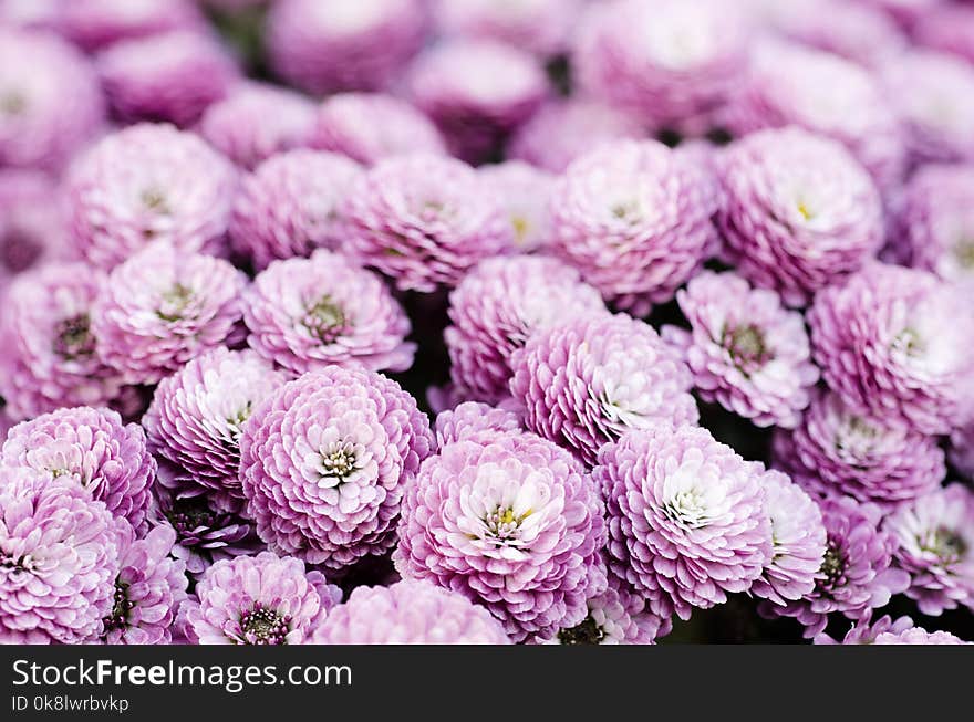 Chrysanthemum macro flowers