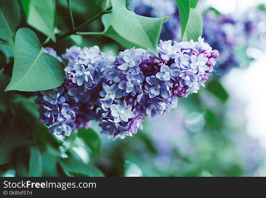 Spring lilac flowers