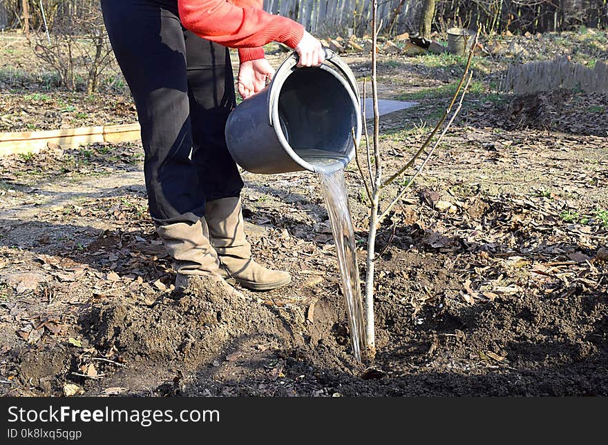 A young woman is watering a walnut seedling.