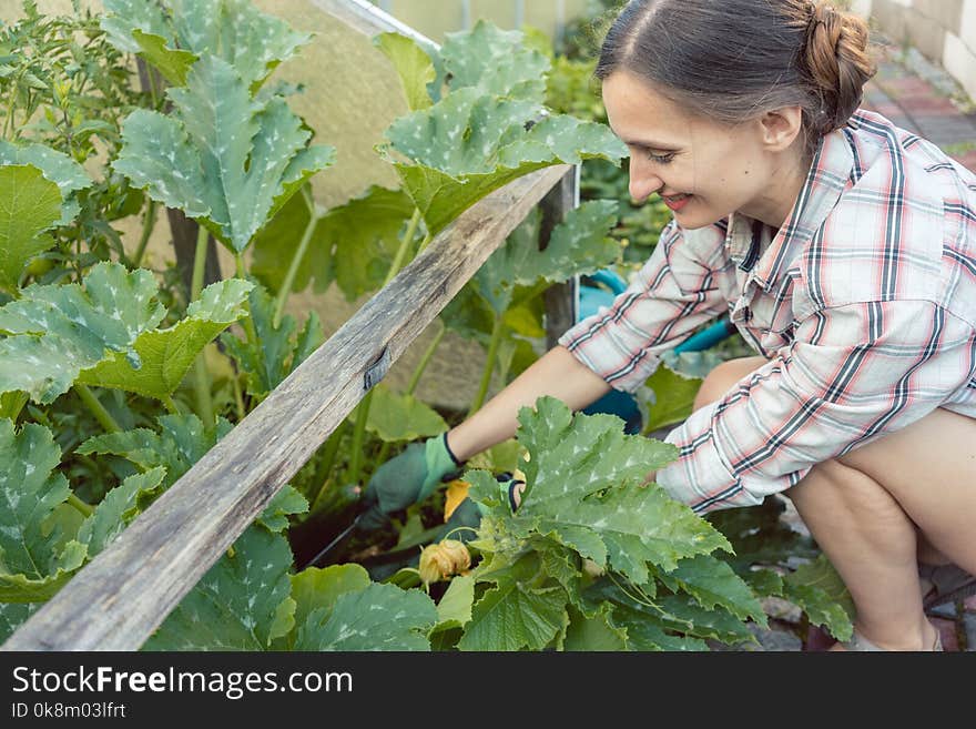 Woman in her garden harvesting cucumbers or courgette from vegetable bed