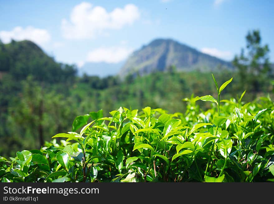 Tea gardens in Sri Lanka. Leaves with mountain on background.