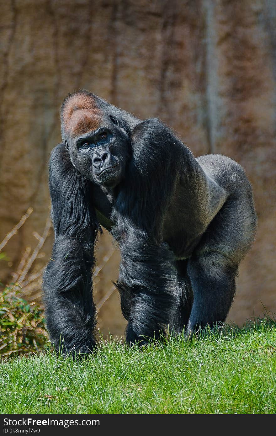 Portrait of powerful alpha male African gorilla at guard