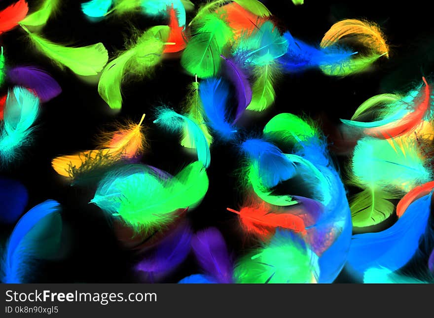 Multi-colored feathers on a black background in inversion