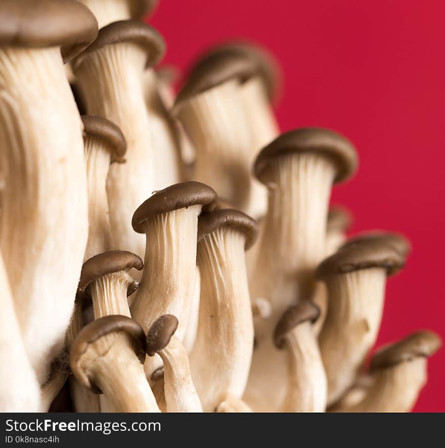 Oyster Mushrooms On A Red Background