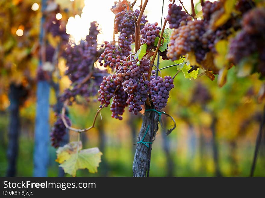 Bunch of pink grapes in the vineyard, autumn colors