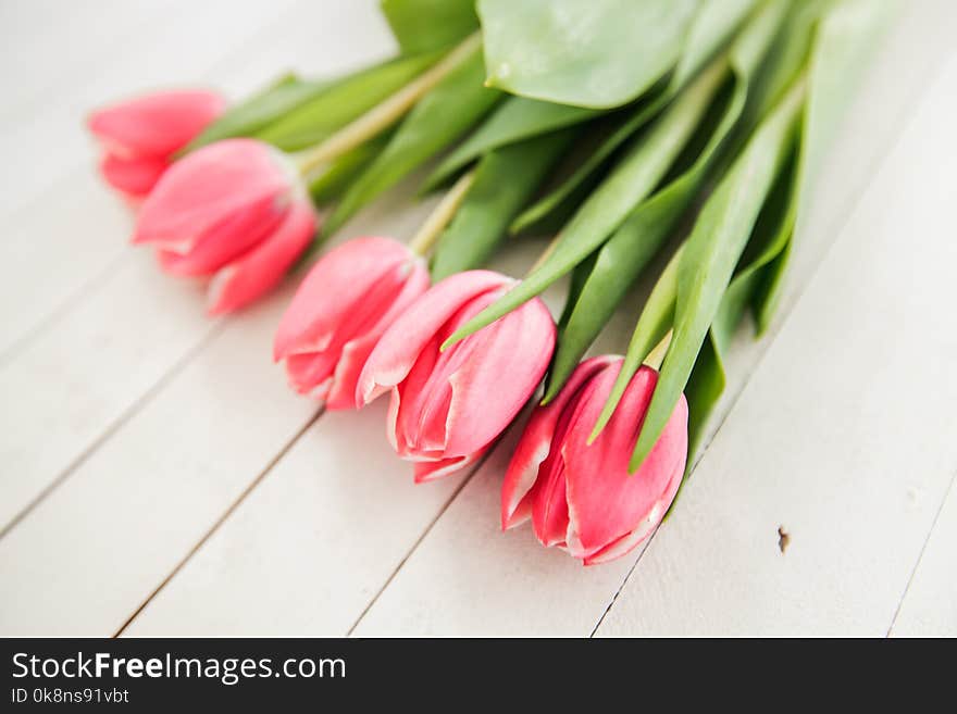 Bouquet of pink tulips on white wooden background, copy space for message. Bouquet of pink tulips on white wooden background, copy space for message