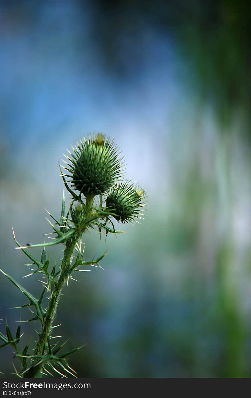 Thistle buds on the shore of a summer lake. Thistle buds on the shore of a summer lake