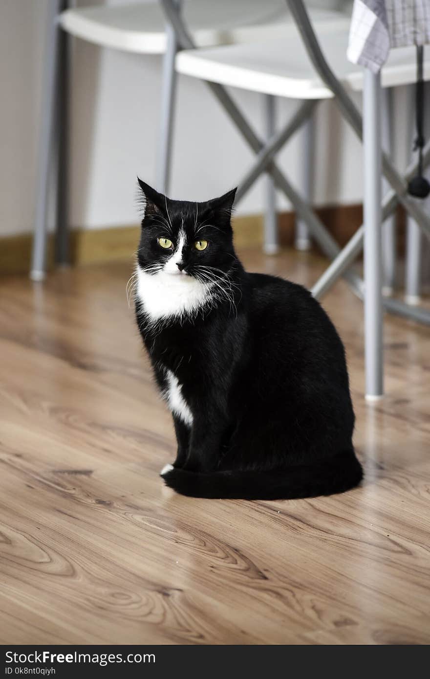 Portrait Of A Black And White Cat Sitting At Home.