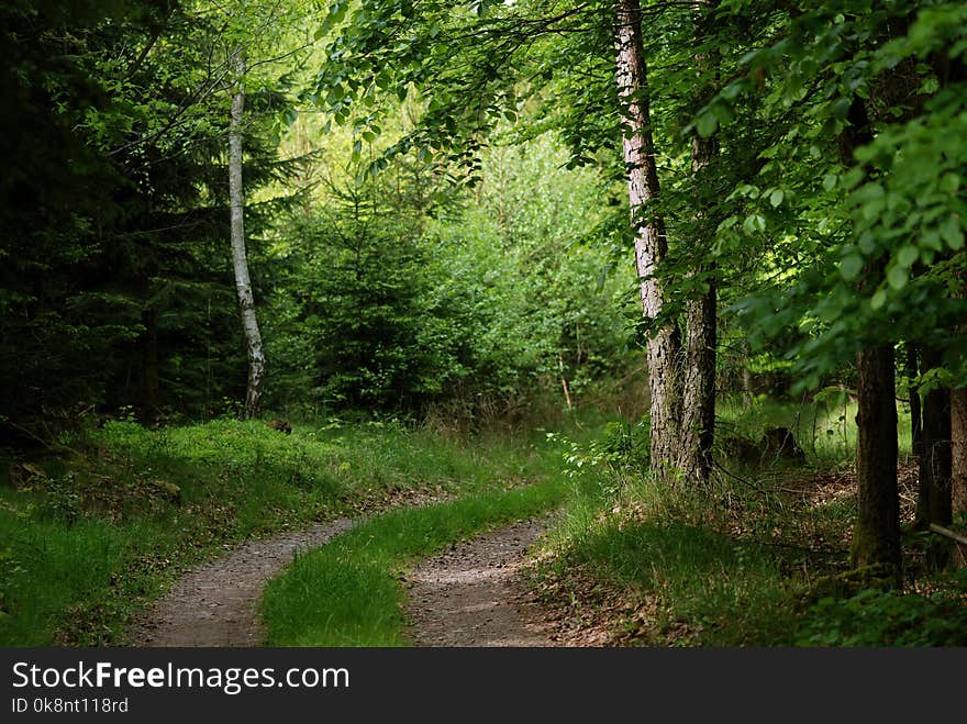 Forest path between budding trees at the end of May. Forest path between budding trees at the end of May