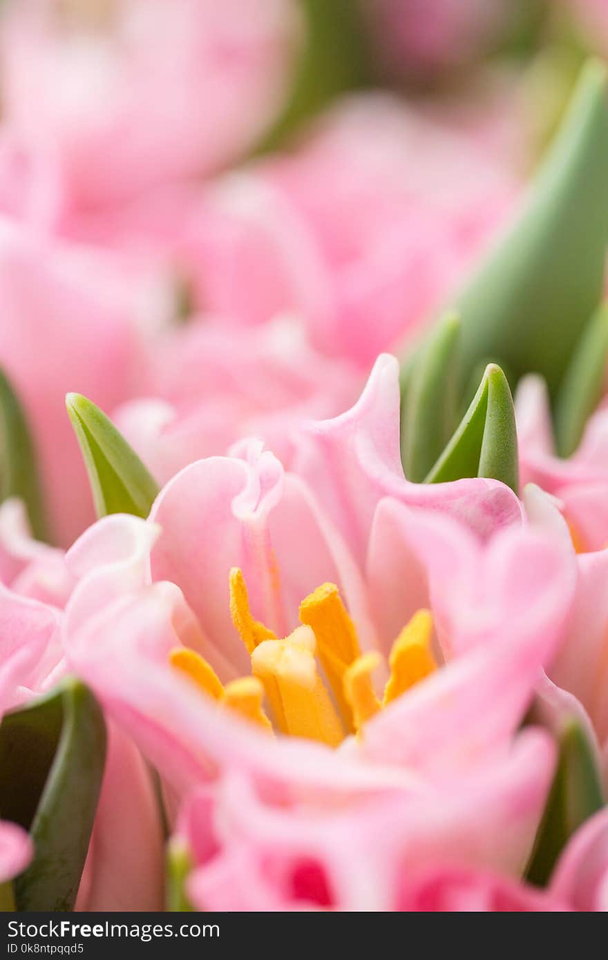 Tulips Of Pink Color. Big Buds. Floral Natural Backdrop. Unusual Flowers, Unlike The Others. Shallow Focus. Wallpaper