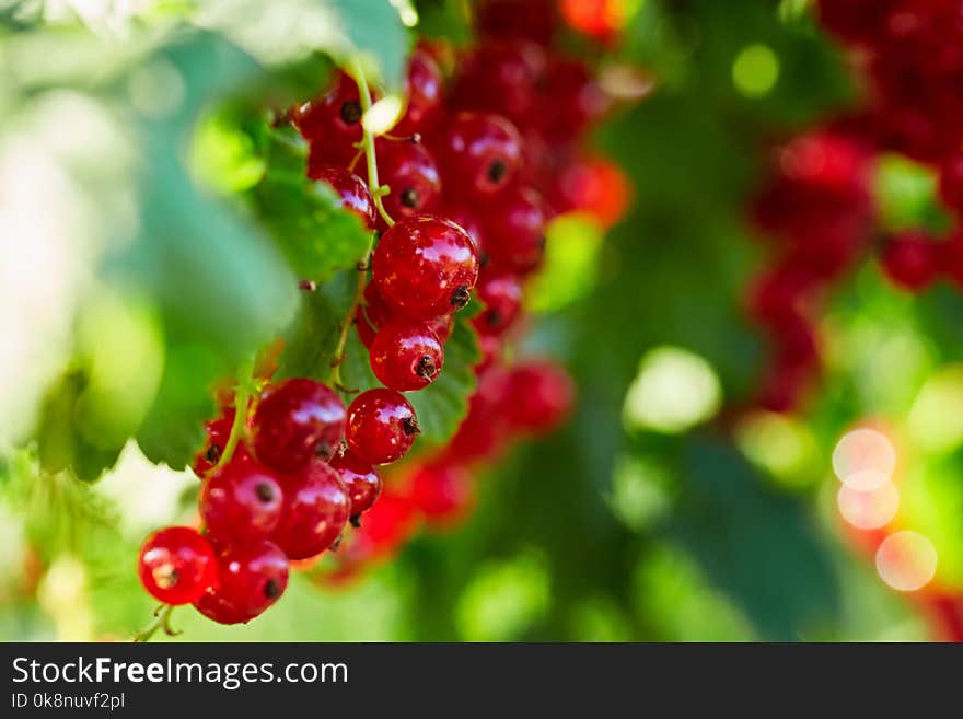 Branch of red currants, close up