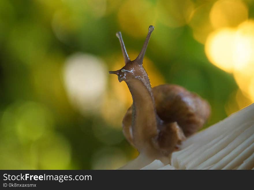 A snail sits on a mushroom in the forest, sunset. A snail sits on a mushroom in the forest, sunset