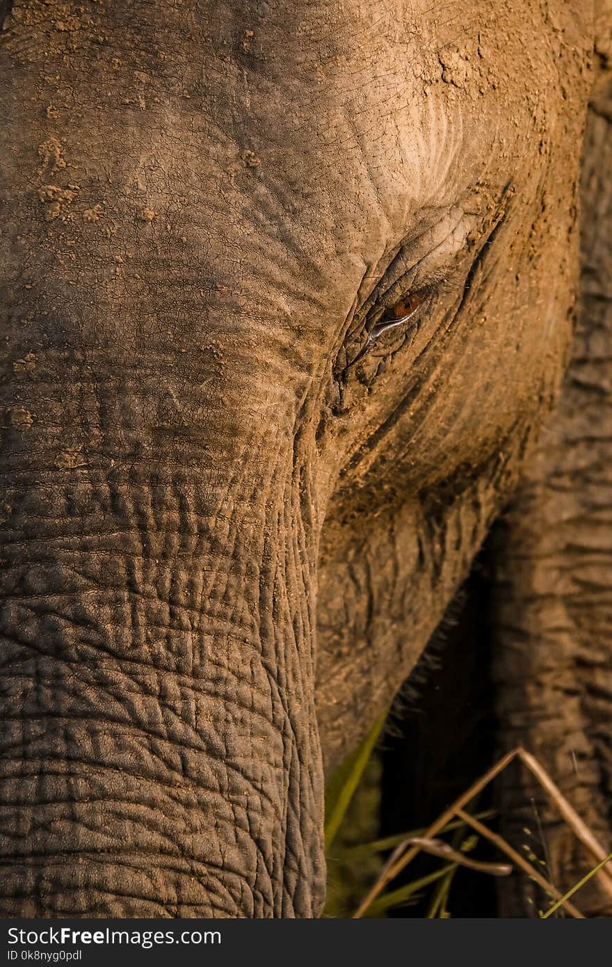 Closeup of wild elephant head