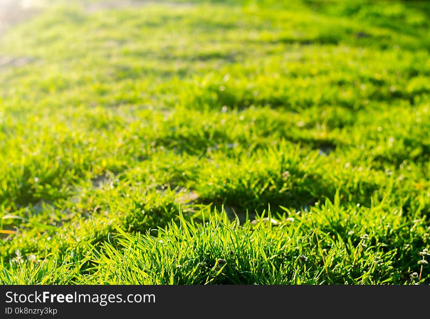 Green grass on a sunny day. selective focus. texture of grass. background for design. natural wallpaper. concept of spring.