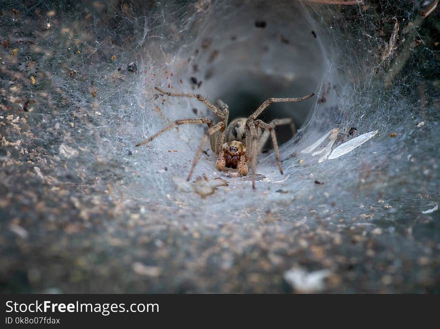 A large spide with a web deep in a bush with modoy lighting. A large spide with a web deep in a bush with modoy lighting