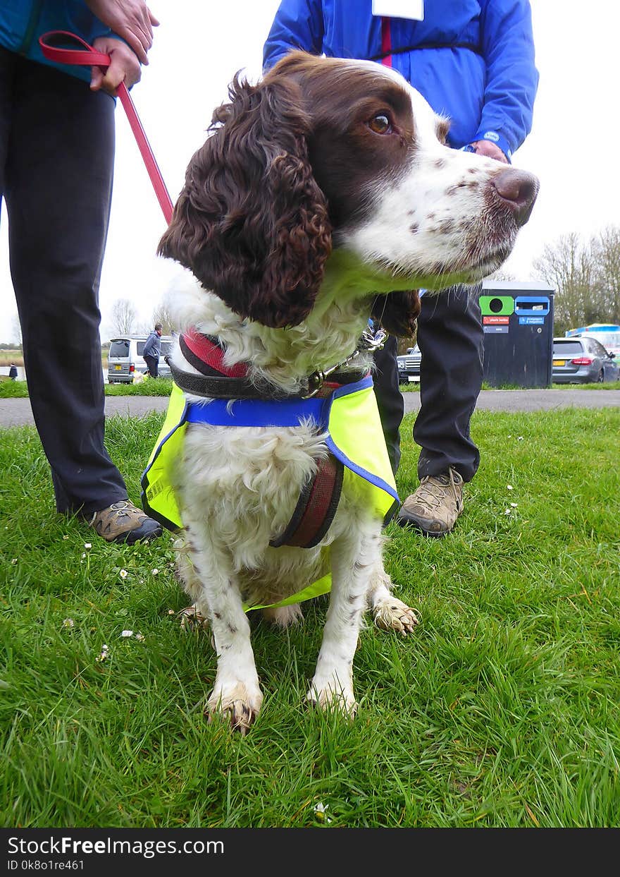 Rescue dog with two handlers