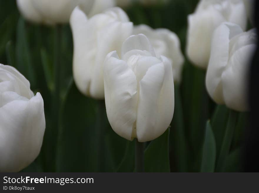 Beautiful spring flowers, tulips