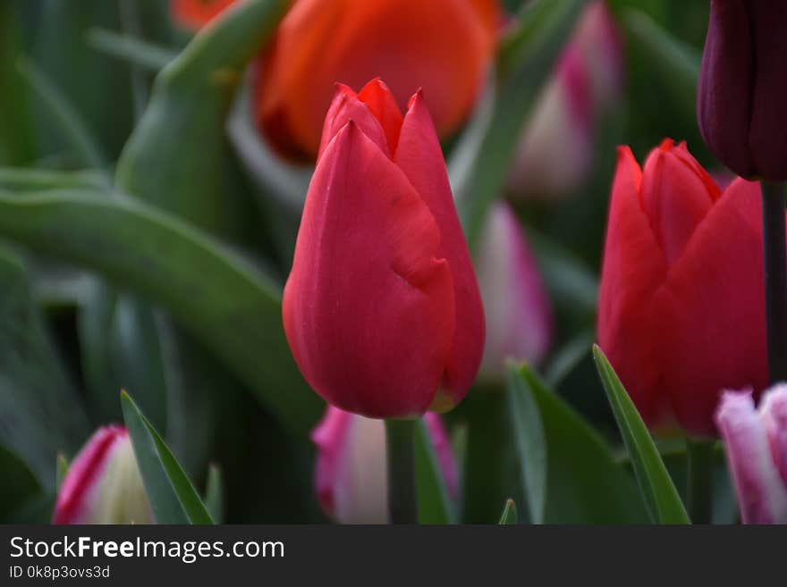 Beautiful spring flowers, tulips