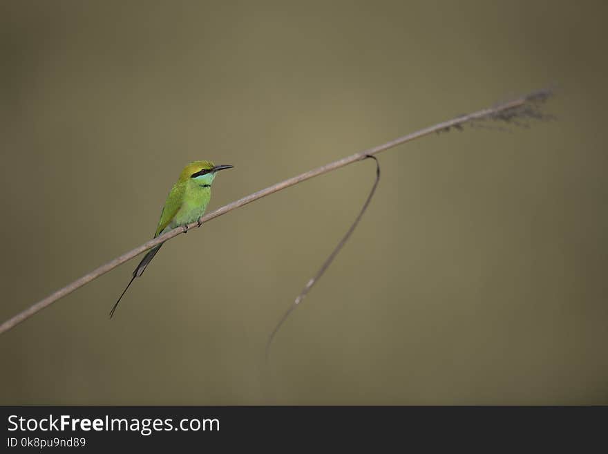 Little green Bee Eater with plain green background