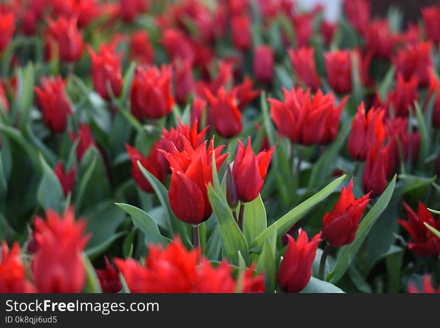 Beautiful spring flowers, tulips