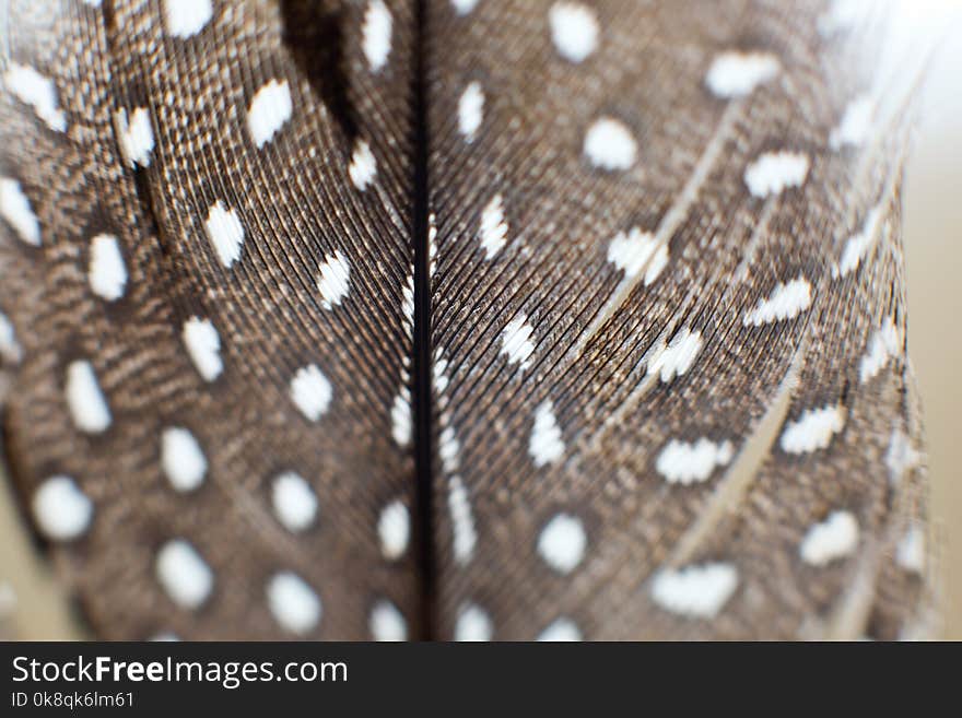 Macro image of black and white feathers