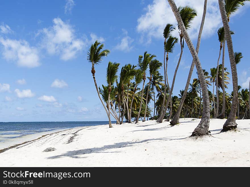 Coconut Palm trees on white sandy beach in Caribbean sea, Saona island. Dominican Republic. Coconut Palm trees on white sandy beach in Caribbean sea, Saona island. Dominican Republic