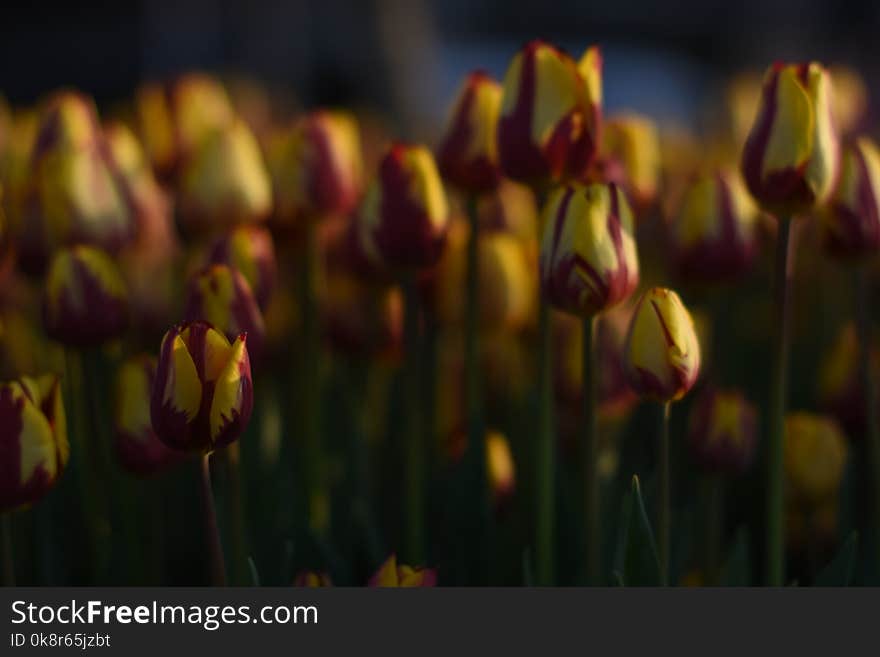 Beautiful spring flowers, tulips