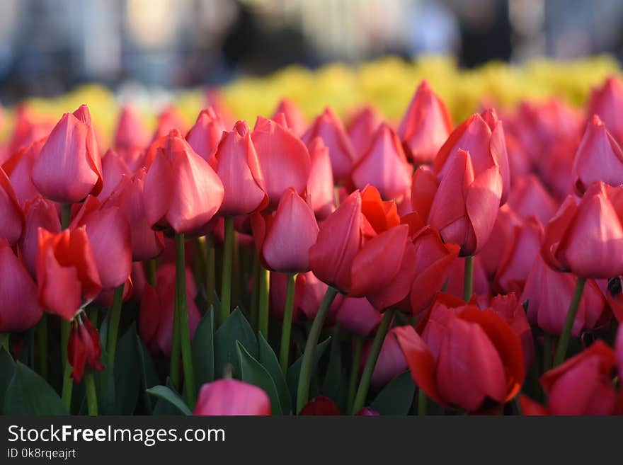 Beautiful spring flowers, tulips