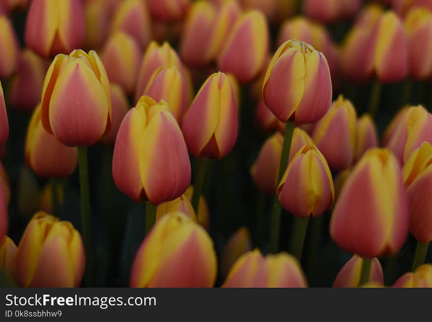 Beautiful Spring Flowers, Tulips