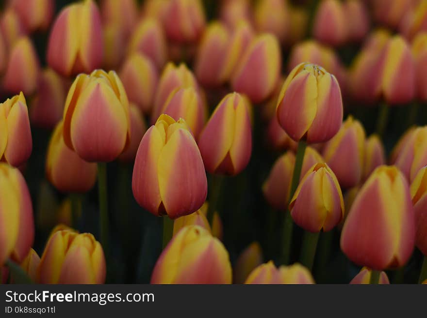 Beautiful spring flowers, tulips