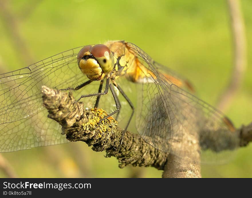 Insect, Dragonfly, Dragonflies And Damseflies, Invertebrate