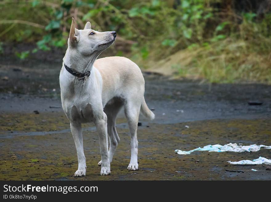 Dog Like Mammal, Fauna, Dog Breed Group, Dog Breed