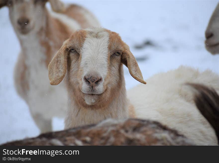 Goats, Fauna, Goat, Cow Goat Family