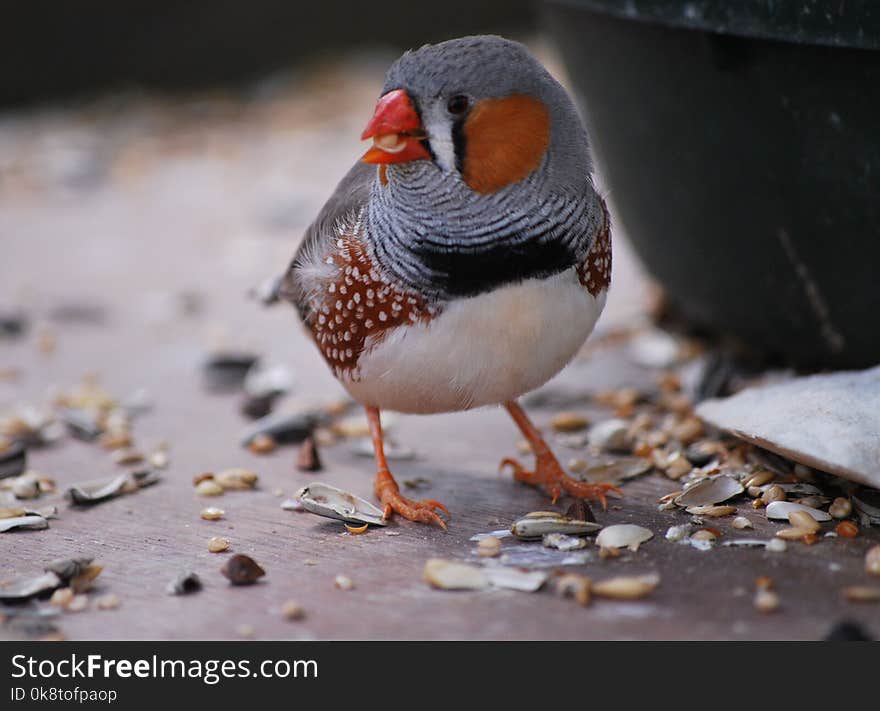 Bird, Beak, Fauna, Finch