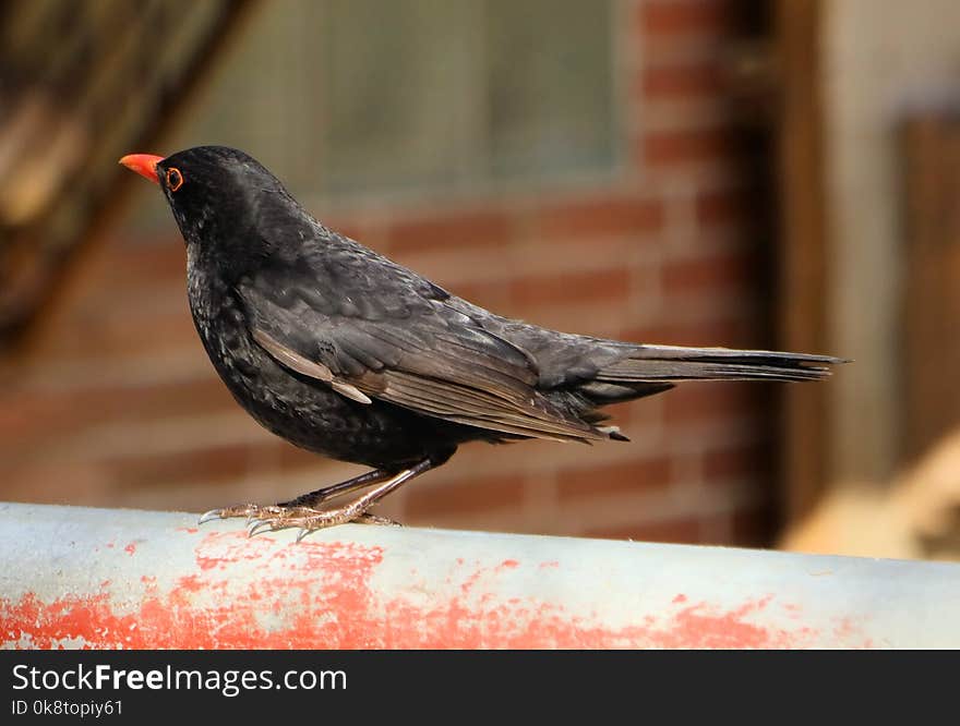 Bird, Fauna, Beak, Blackbird