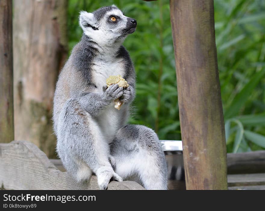 Lemur, Mammal, Fauna, Primate